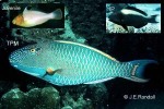 Enlarged Image of 'Cetoscarus bicolor'